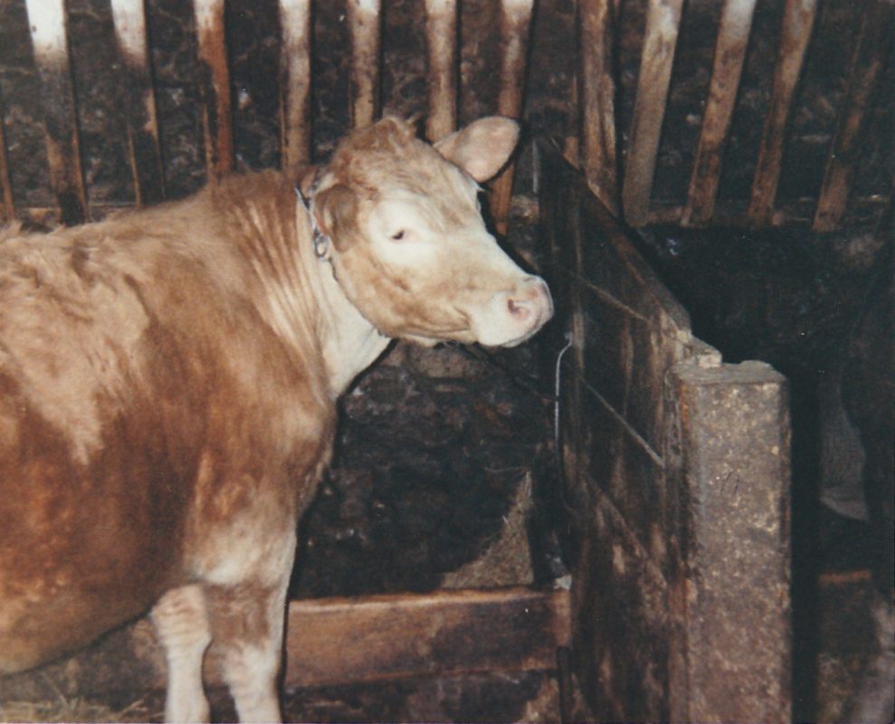 Cattle chained in a stall