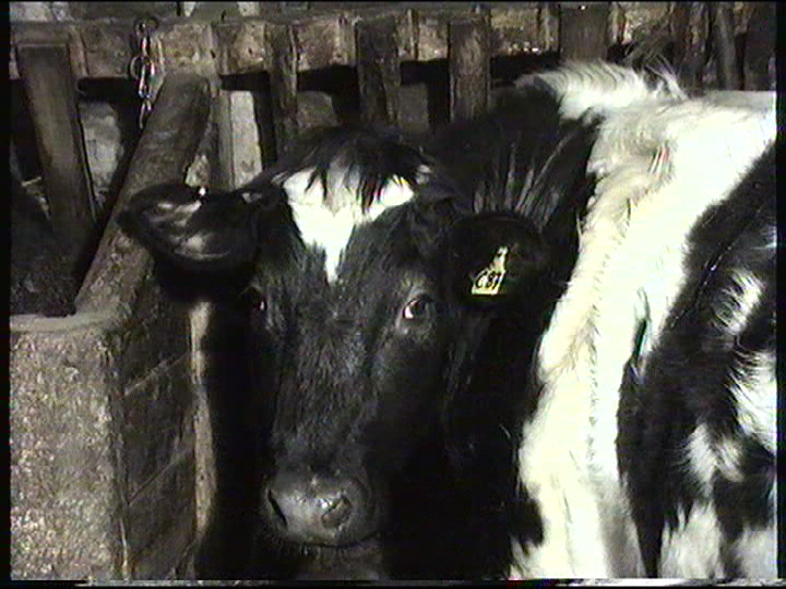 Cow in byre, Scottish past agriculture, Sorting the Nowt, Pride in our Scottish past,